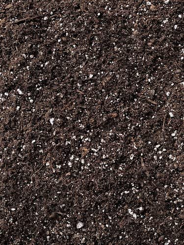 HollandBasics Charzan BioChar Soil Ready to Use Contains BioChar, Bat Guano and Earthworm Casting All Organic Ingredients, Complete Nutrients To Promote Exceptional Growth & Bud Development (1, 11.5 Litres / 3 Gallons)